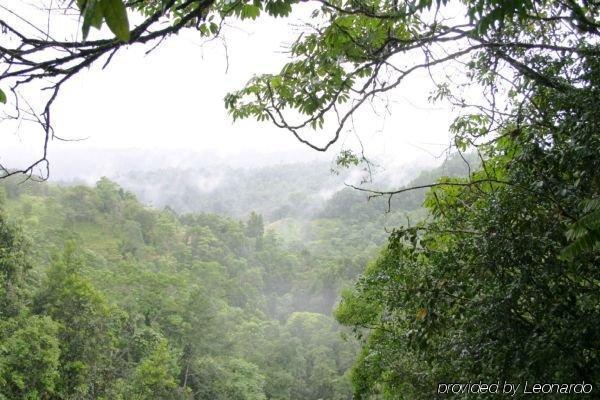 The Canopy Rainforest Treehouses & Wildlife Sanctuary Tarzali Екстер'єр фото
